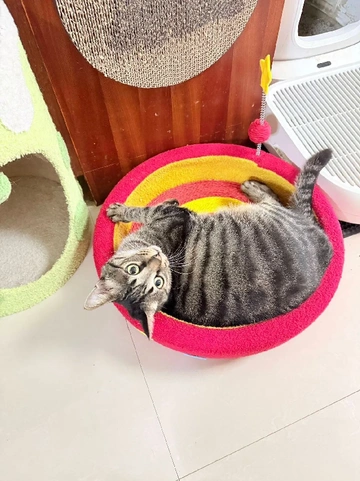 铲屎官还在为猫咪乱抓家具烦恼？