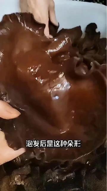 巨肉厚不碎的毛木耳！100克性价比绝了