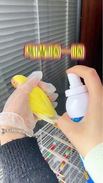 驱虫小能手——鹦鹉的健康好搭子