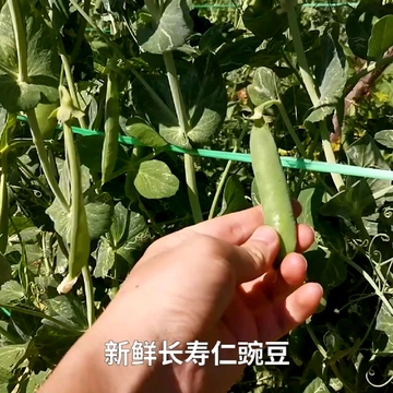 🌱「清甜与鲜爽的奇妙交织」