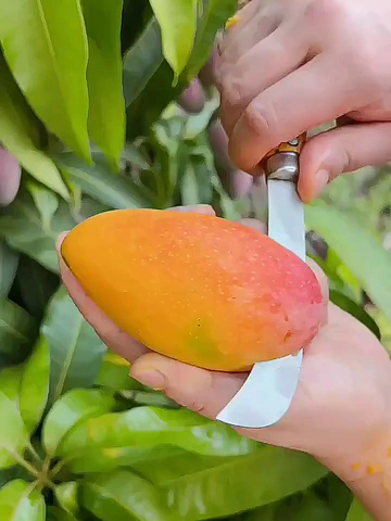 才几十块的贵妃芒果怎么还不火啊！