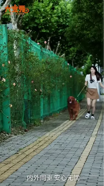铲屎官们看过来！夏天对养小型犬的家长来说，简直是“虫虫危机”
