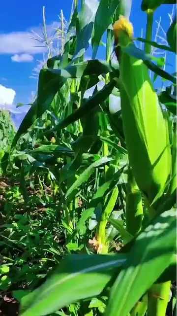 当我用健康饮食理念打开云南高原玉米的隐藏吃法……