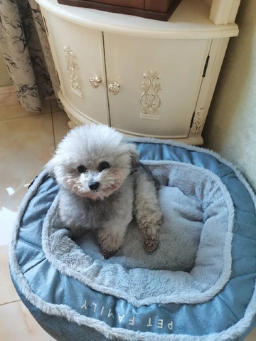 华元宠具狗窝测评！不同狗狗怎么选