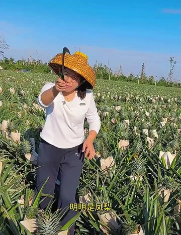 简直凤梨脑袋亲妈！轻松实现凤梨自由