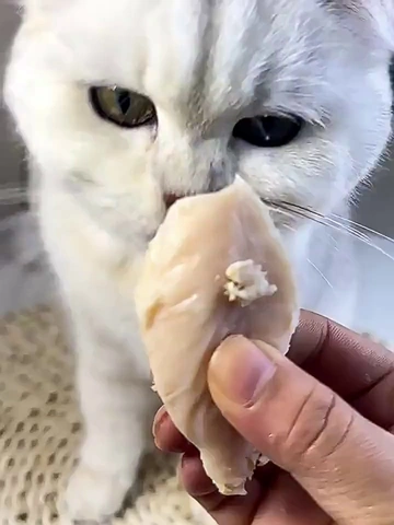 草本植萃的猫零食不止美味更养毛!