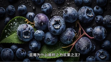 蓝莓脑袋狂喜！云南皇冠蓝莓庄超大果开箱！