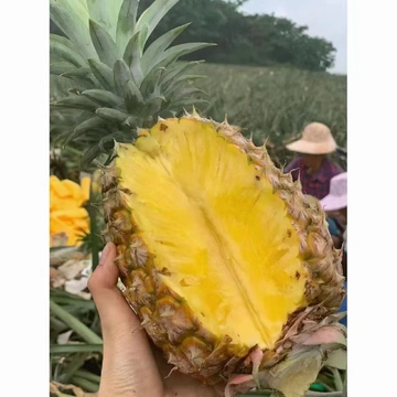 这凤梨让我实现水果自由梦😱
