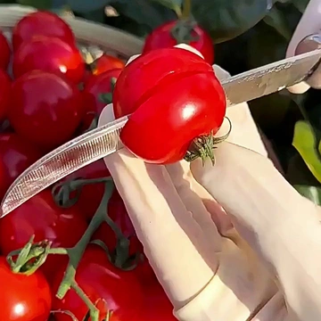 三种吃法带你解锁圣女果新体验🍅