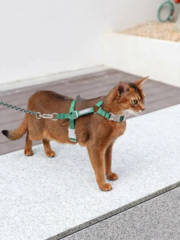 遛猫神器卷王 | 告别猫咪“挣脱噩梦”