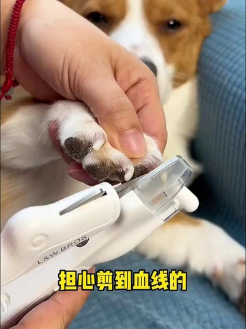 收下这份养宠好物，【萌】值满满