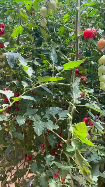 减脂星人看过来！这“小红果”让体重悄悄掉秤✨