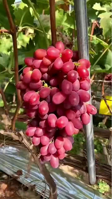 秋季干燥，水果选择困难症犯了❓❗️