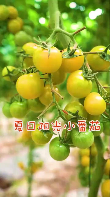 夏日阳光小番茄的隐藏魅力，被我挖出来啦！