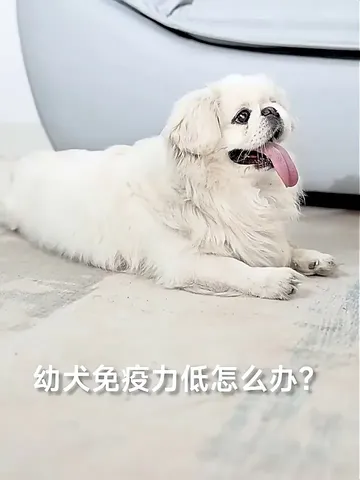 铲屎官必看❗️麦富迪这款幼犬粮绝了
