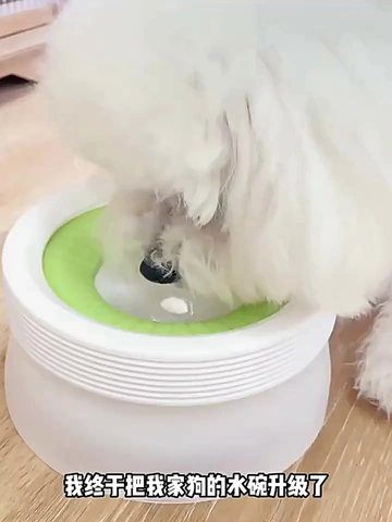 狗狗喝水总弄湿嘴？碗打翻水洒一地怎么办❓❗️