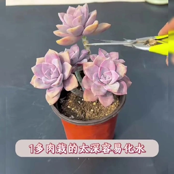 线上摆摊啦！2棵裸根随机多肉，宝子们快来～