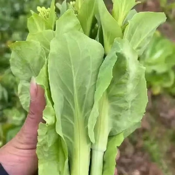 必入搭配，时令鲜蔬组合，必火🔥