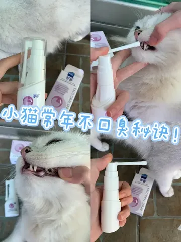 小猫再也不口臭啦！