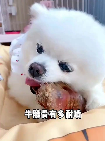 铲屎官还在为狗狗乱咬东西、口臭烦恼？