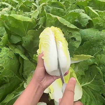 🥬秋冬必囤！霜打黄心大娃娃菜，鲜爽到心颤！