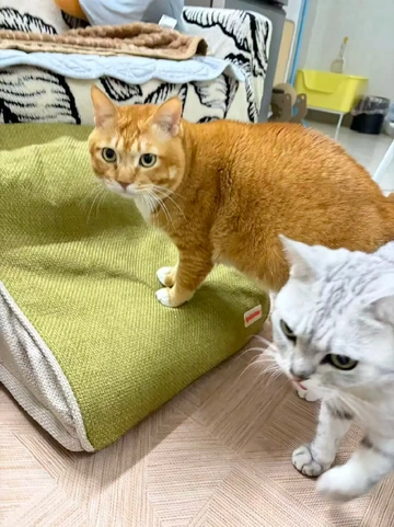 毛孩子的专属“小电梯”！简直绝了😻