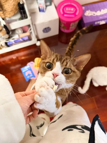 无限回购的猫咪零食！纯鸡胸肉 + 鳕鱼干太香了