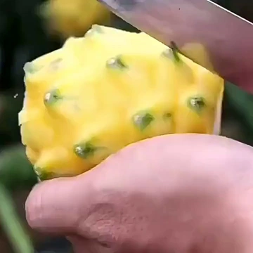 燕窝果居然下凡到我家水果盘啦？热带水果脑袋狂喜！