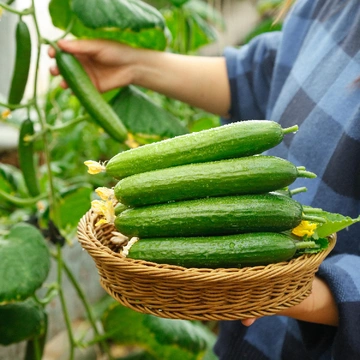一口清甜！解锁寿光农家小黄瓜的奇妙滋味🥒