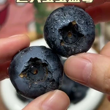 蓝莓脑袋囤疯了！超绝新鲜果香啊靠！