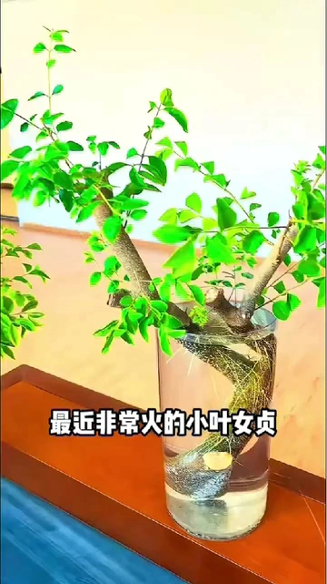 植物界“逆龄神器”说的就是它！