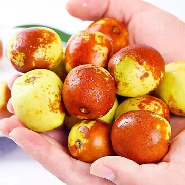 🥝秋冬限定的脆甜宝藏！正宗沾化冬枣，高级感美味拿捏！