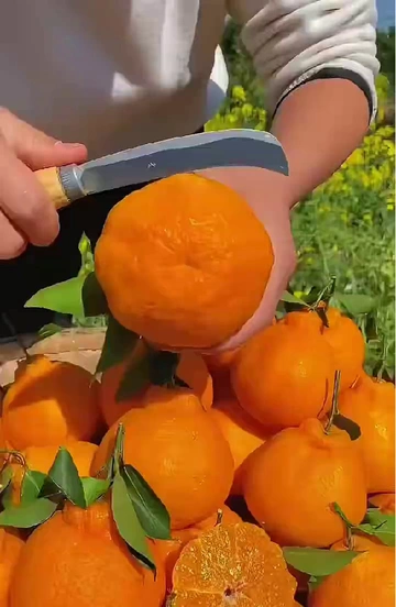 🍊复古丑橘太绝！独特风味那股劲儿拿捏了！