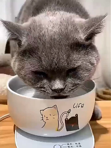 爱宠之心❤不止于日常