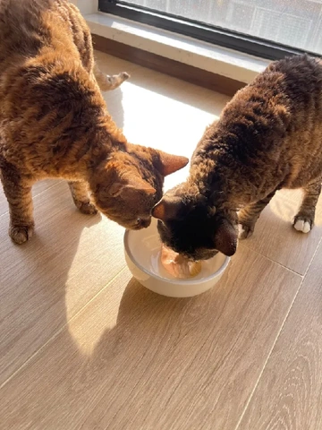 猫咪主食罐界的“宝藏选手”🔍——贤纯彩虹主食餐盒