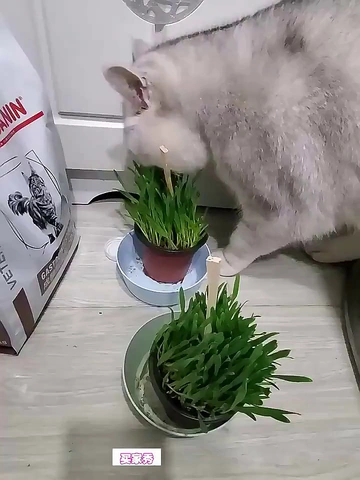 总给猫咪买化毛膏，真的靠谱吗？