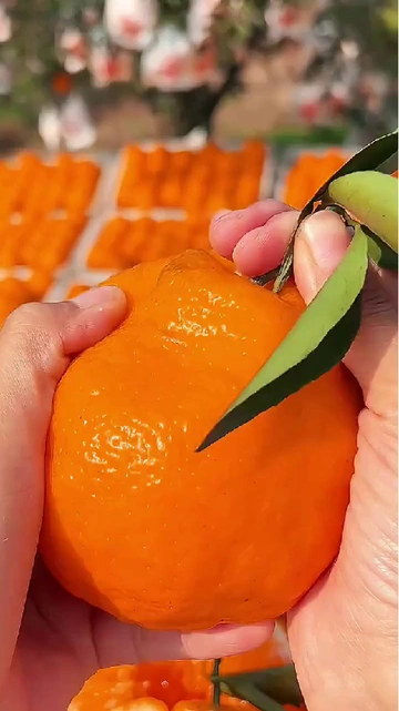 水果脑袋集合！谁懂实现耙耙柑自由的快乐🎉