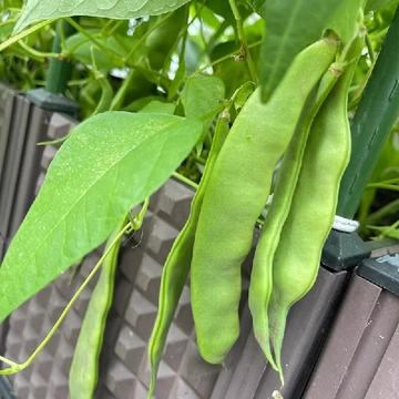 农根蔬油豆角，这些隐藏优势被我扒光啦！