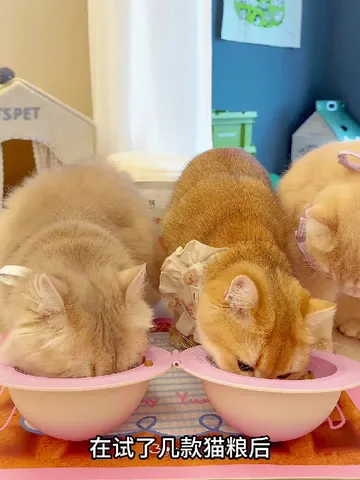 是谁家小猫咪总软便，口腔还臭臭的😫