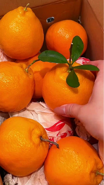 年货水果必看！耙耙柑中的性价比之王🍊