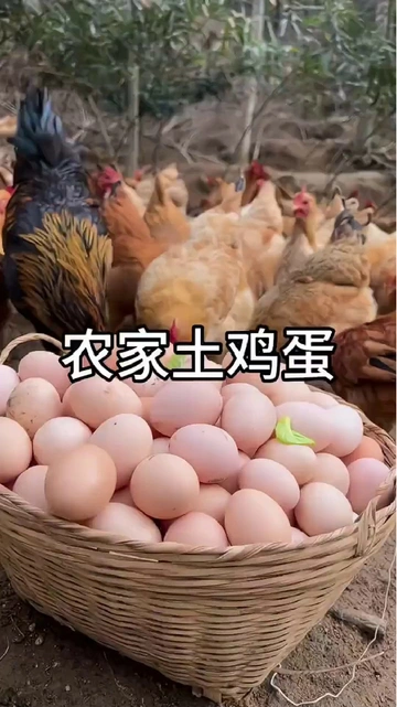一口爱上！九华山鲜鸡蛋，蛋中“宝藏”✨