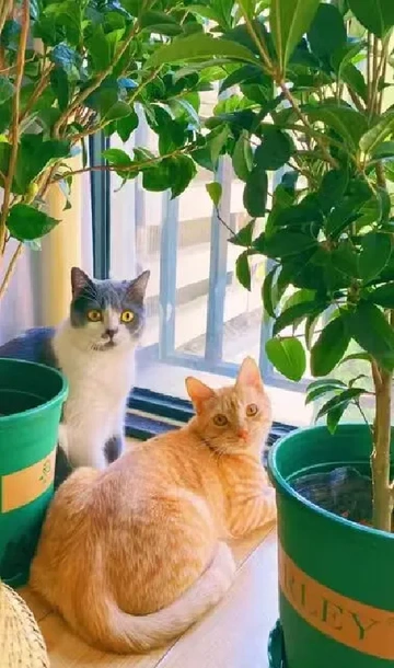 花友推荐的！！这蓝桂圆桂花也太太太好养了吧