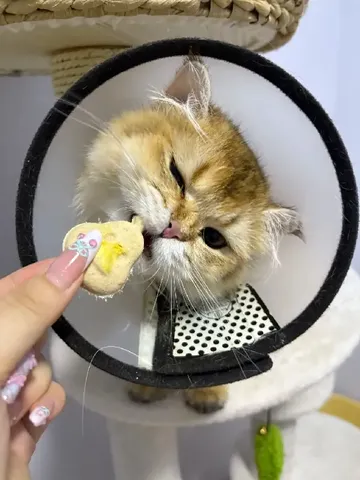 当我试图拯救泪痕！