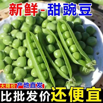 陇百味云南豌豆正宗新鲜现摘带壳水果青豆豌豆荚应季蔬菜产地直发 新鲜豌豆荚净重4.5斤