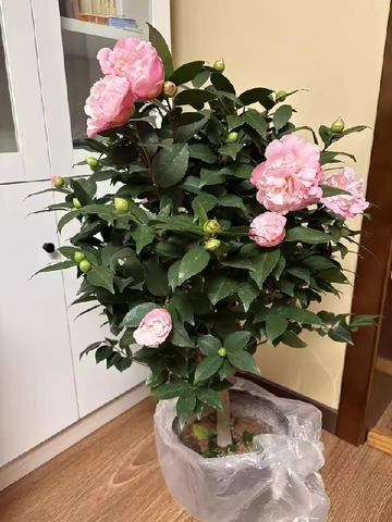 养花小白的福音！蓝桂圆茶花树，颜值与实力并存的宝藏花卉