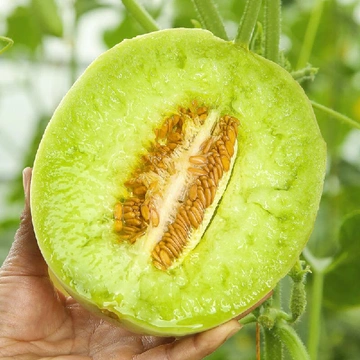 🍈「夏日限定甜蜜 plog」冰淇淋系甜瓜甜蜜暴击！