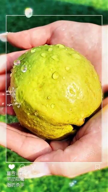 我不允许还有减肥星人没吃过樱鲜红心芭乐！