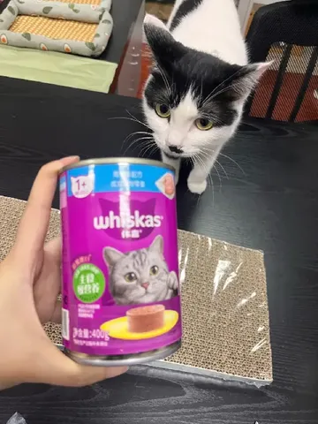 选对猫罐头真的很重要！喂养指南请收好