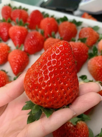 🍓春日限定 | 被红颜草莓治愈的美好日常