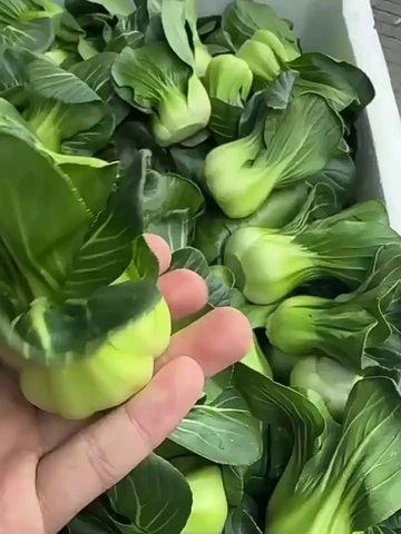 买菜界平价宝藏出列！2斤小青菜性价比无敌